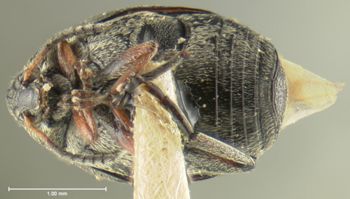 Media type: image;   Entomology 8195 Aspect: habitus ventral view
